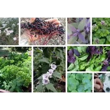 Hackney Herbal Plant